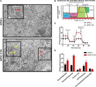 Activation of AMPK Promotes Maturation of Cardiomyocytes Derived From Human Induced Pluripotent Stem Cells